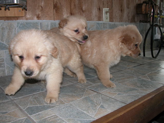 Orlys pups born